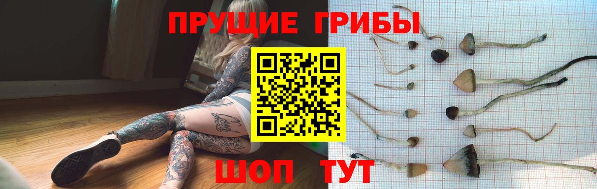 Галлюциногенные грибы GOLDEN TEACHER  Вход с VPN  Галлюциногенные грибы MAGIC MUSHROOMS  Кудрово 